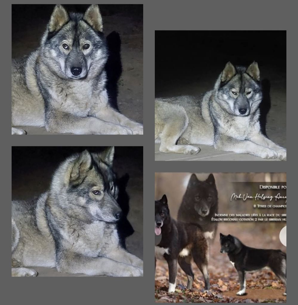 Chiot Siberian Husky Of Moonlight's Rhapsody
