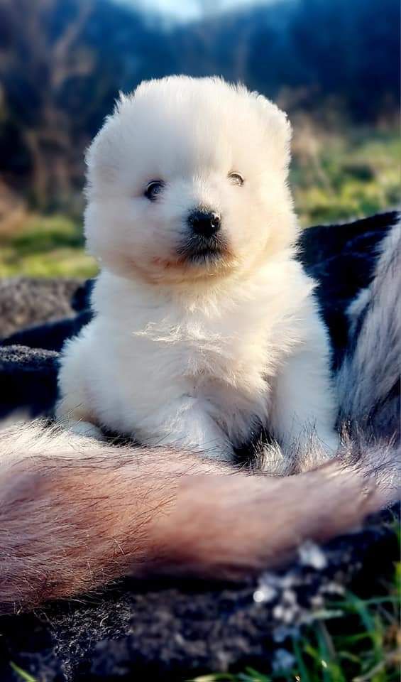 Chiot Samoyède Of Moonlight's Rhapsody