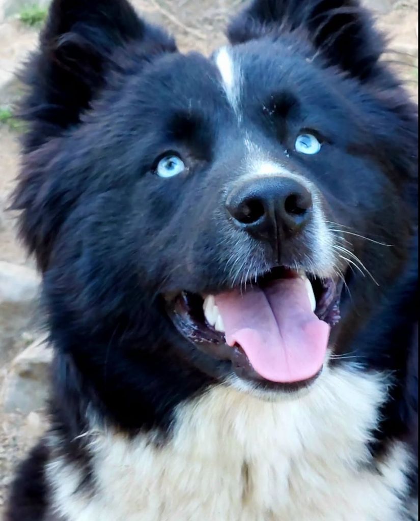 Chiot Laika de iakoutie Of Moonlight's Rhapsody