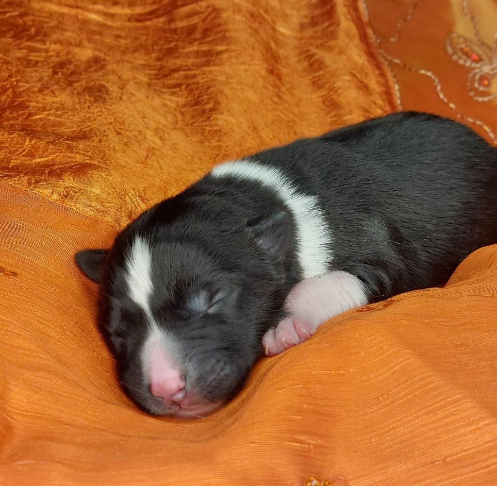 Of Moonlight's Rhapsody - Chiots disponibles - Laika de iakoutie