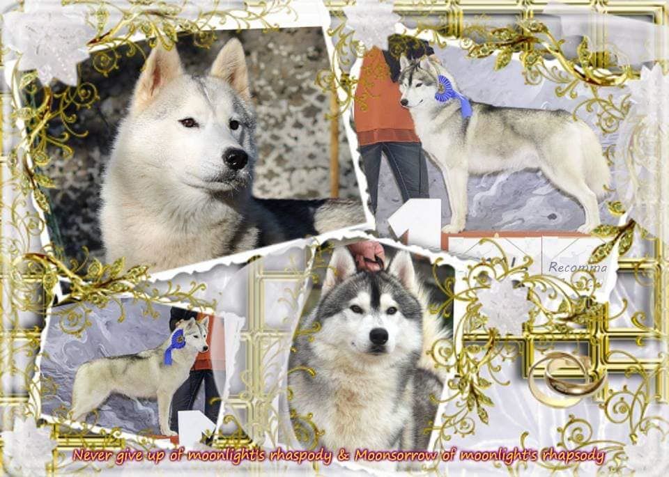 Chiot Siberian Husky Of Moonlight's Rhapsody