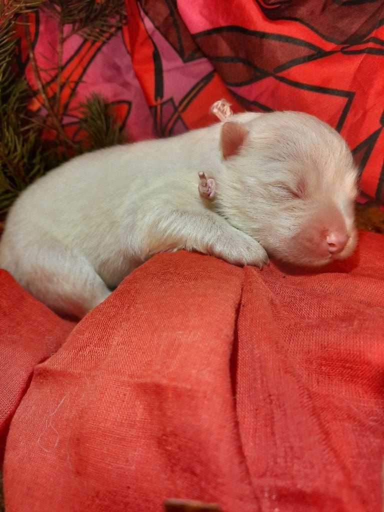 CHIOT