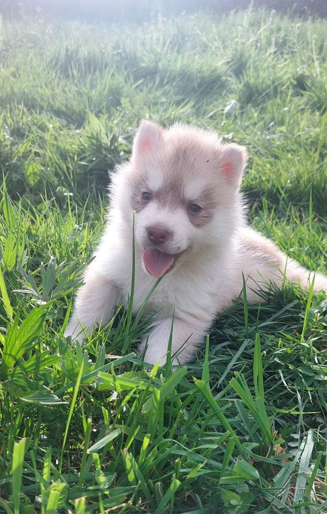 Chiot Siberian Husky Of Moonlight's Rhapsody
