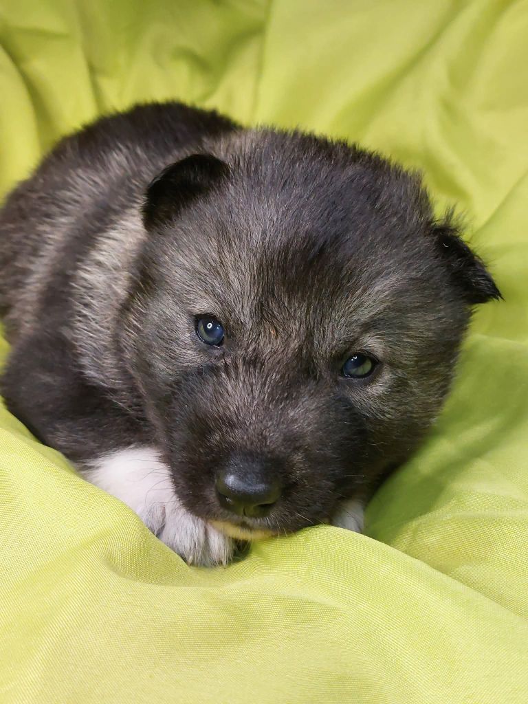 Of Moonlight's Rhapsody - Chiots disponibles - Siberian Husky