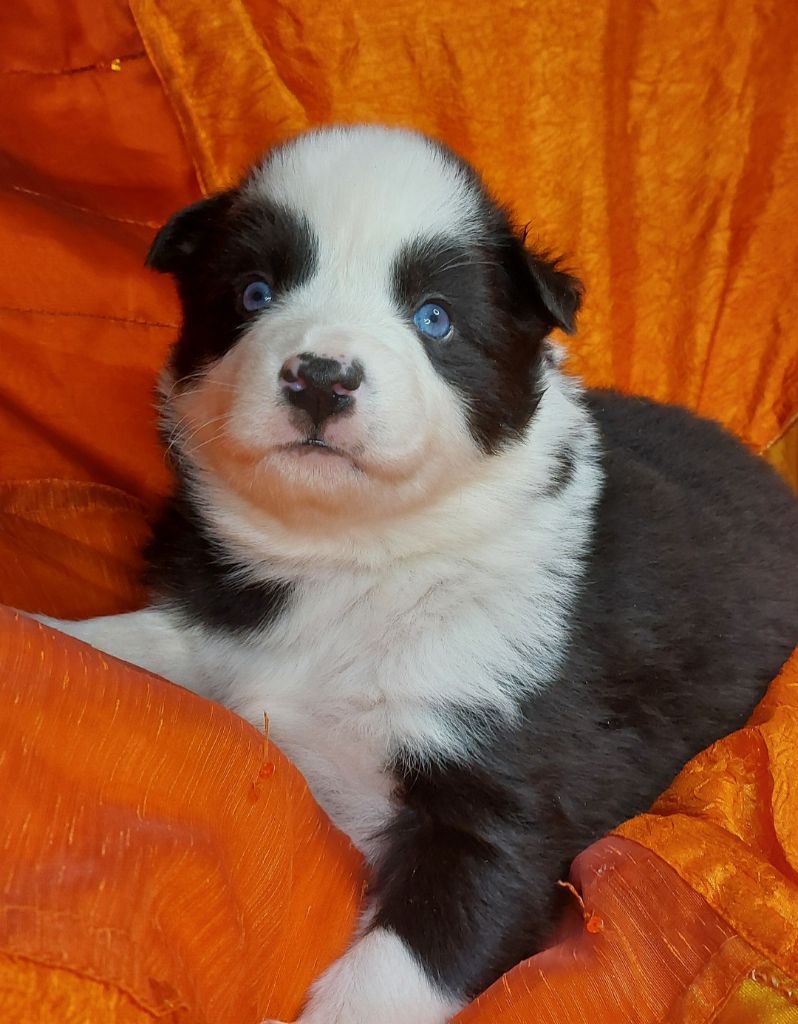 Of Moonlight's Rhapsody - Chiots disponibles - Laika de iakoutie
