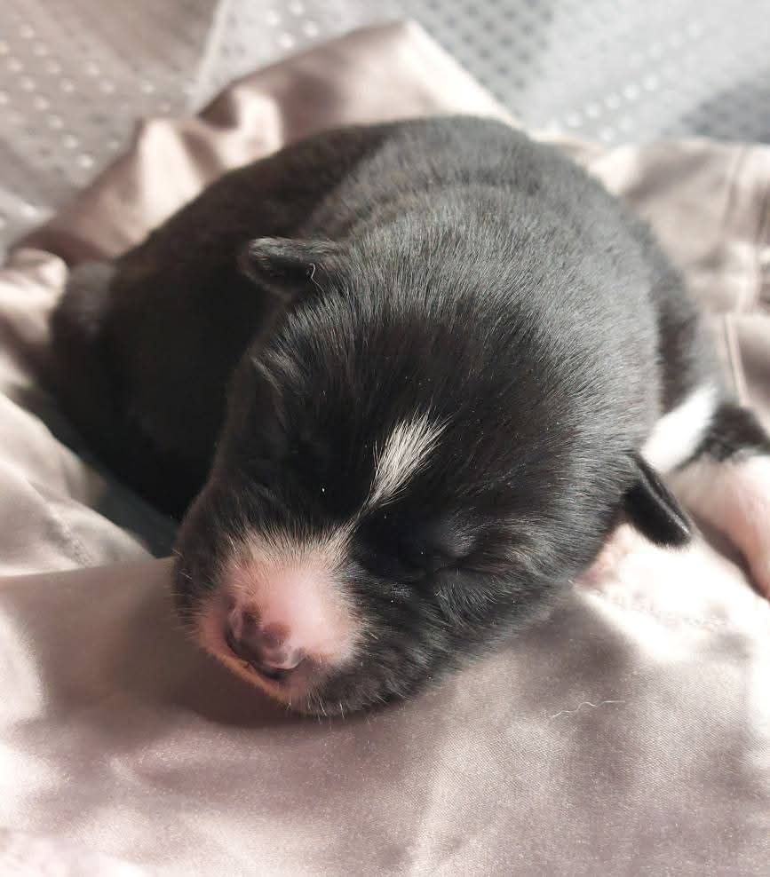 Of Moonlight's Rhapsody - Chiots disponibles - Siberian Husky
