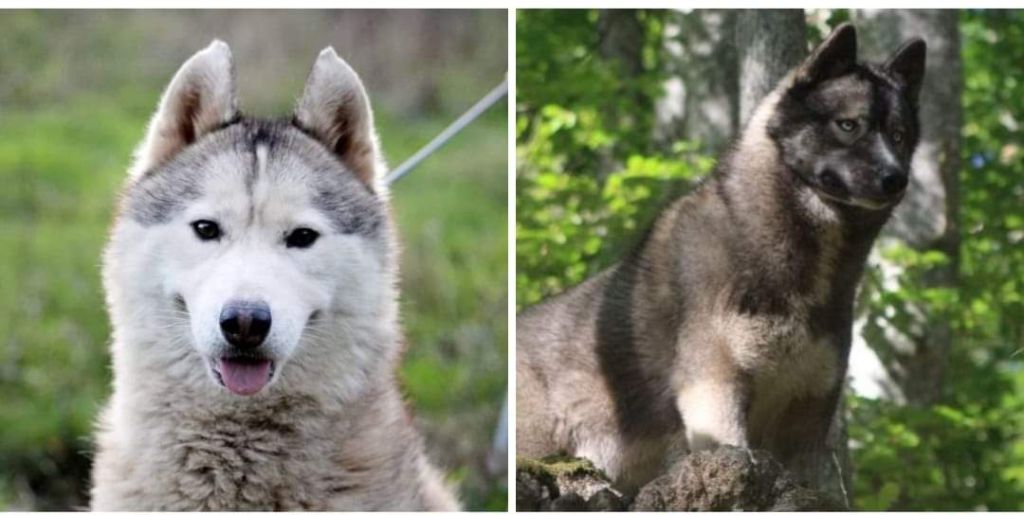 Chiot Siberian Husky Of Moonlight's Rhapsody