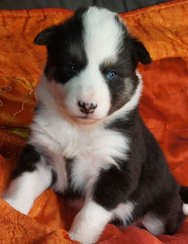 Of Moonlight's Rhapsody - Chiots disponibles - Laika de iakoutie