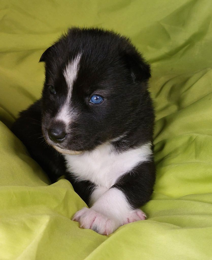 Of Moonlight's Rhapsody - Chiots disponibles - Siberian Husky