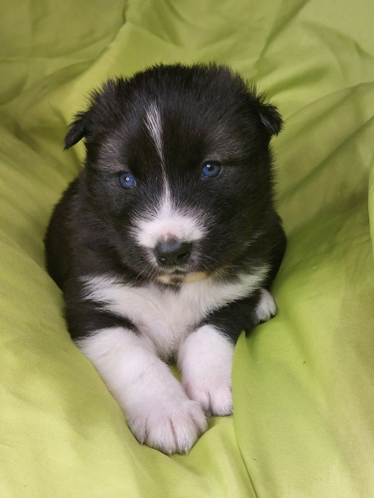 Of Moonlight's Rhapsody - Chiots disponibles - Siberian Husky