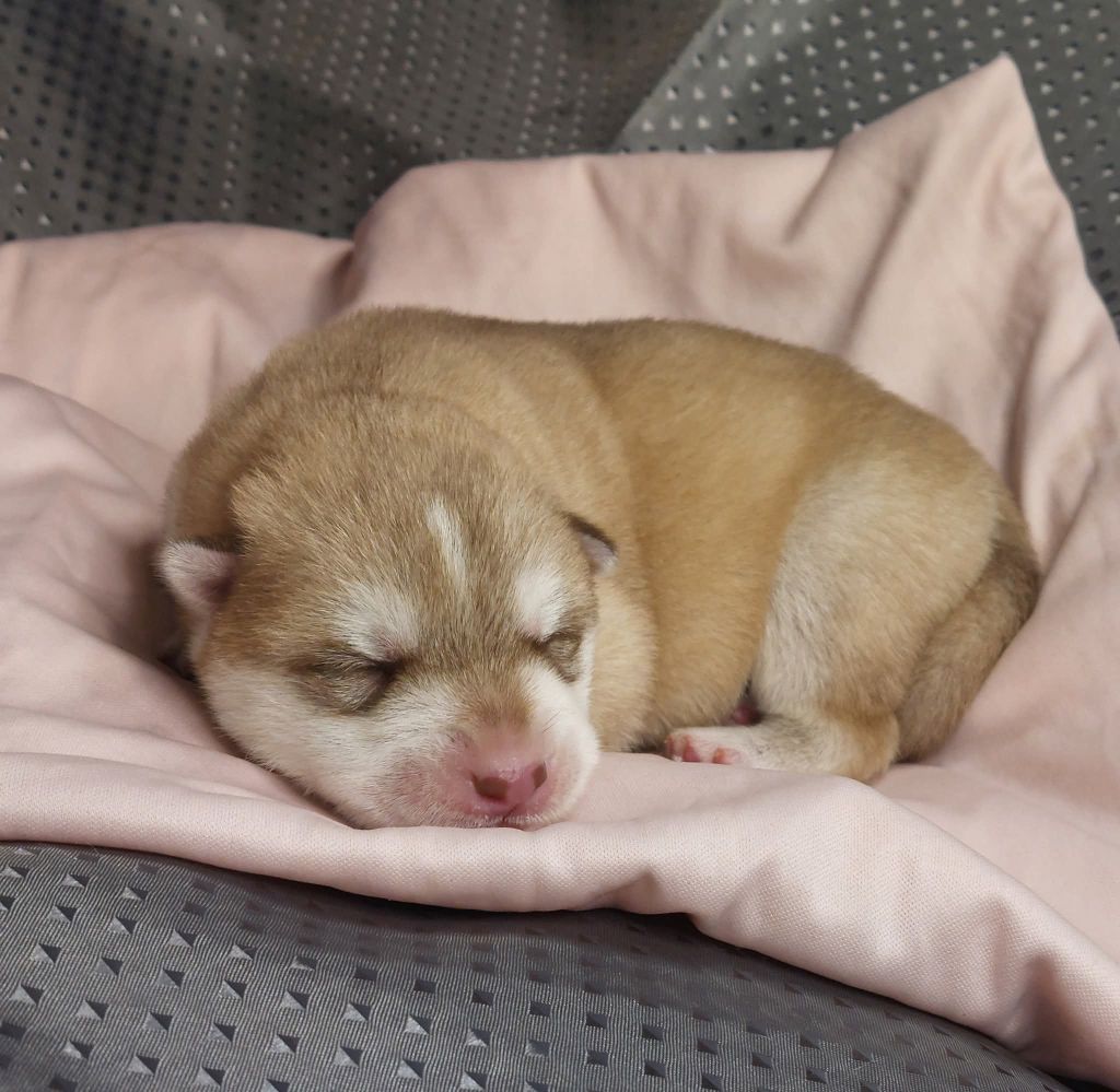 Of Moonlight's Rhapsody - Chiots disponibles - Siberian Husky