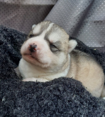 Male gris aux yeux bleus