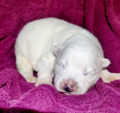 Chiot N°1