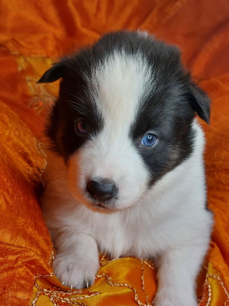Of Moonlight's Rhapsody - Chiots disponibles - Laika de iakoutie