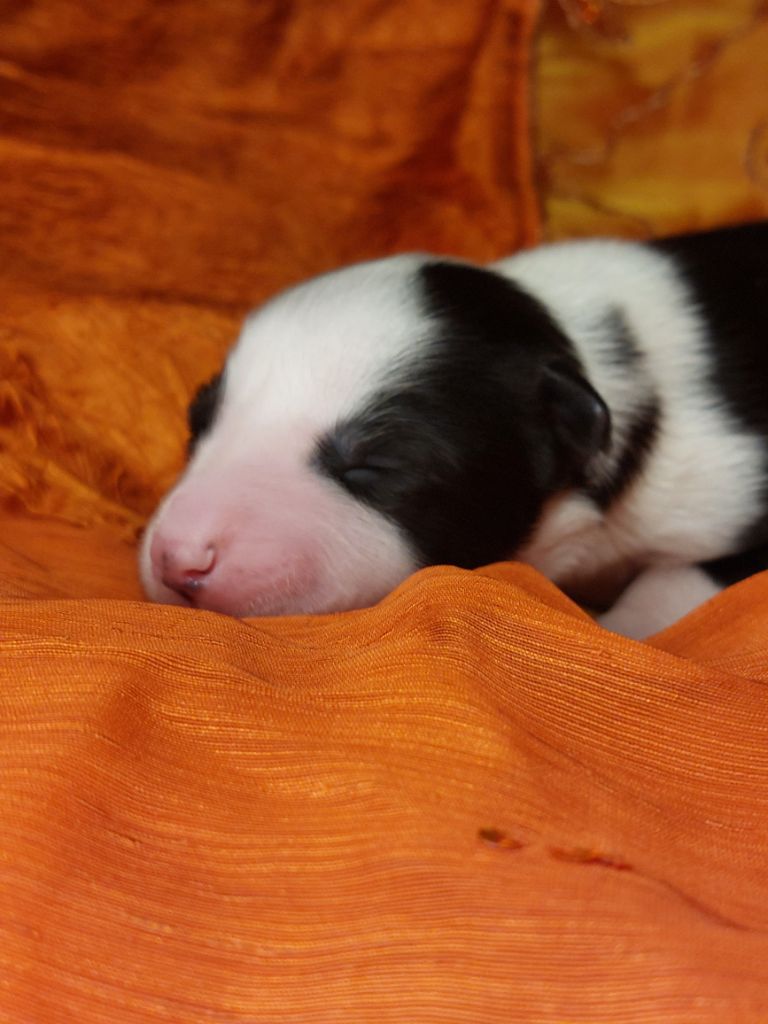 Of Moonlight's Rhapsody - Chiots disponibles - Laika de iakoutie