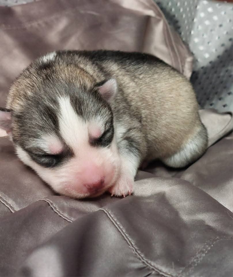 Of Moonlight's Rhapsody - Chiots disponibles - Siberian Husky