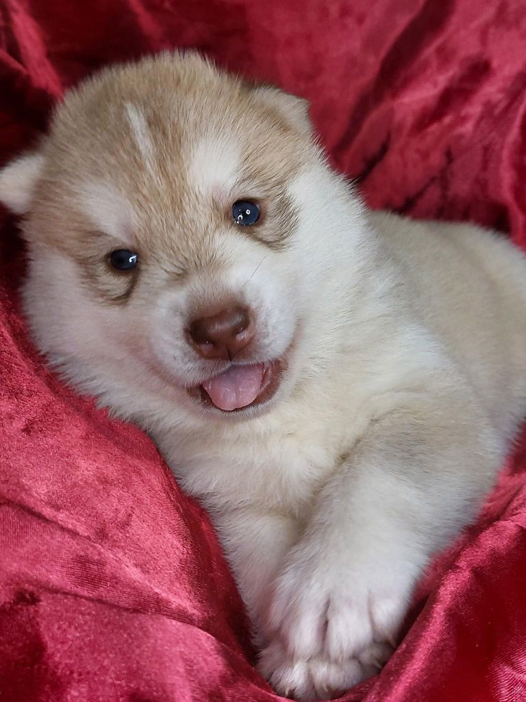 Of Moonlight's Rhapsody - Siberian Husky - Portée née le 04/10/2025