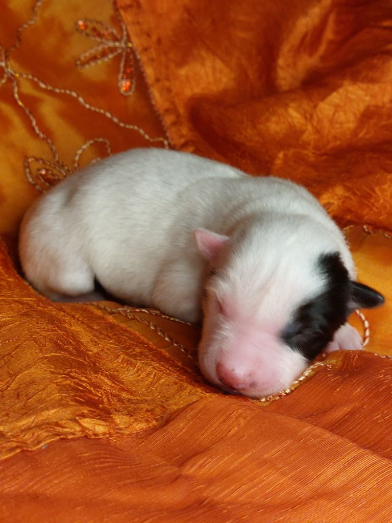 Of Moonlight's Rhapsody - Chiots disponibles - Laika de iakoutie