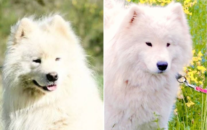 Chiot Samoyède Of Moonlight's Rhapsody