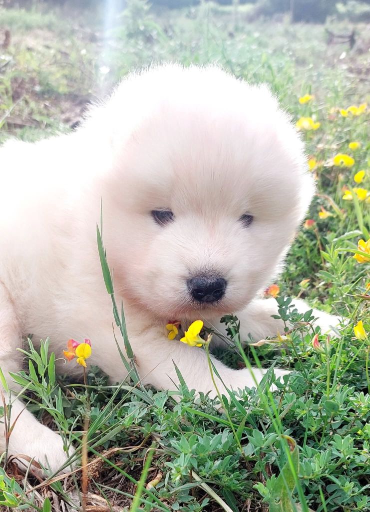 Of Moonlight's Rhapsody - Chiots disponibles - Samoyède