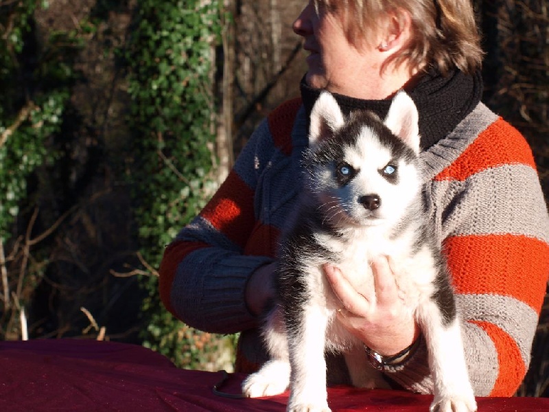 CHIOT