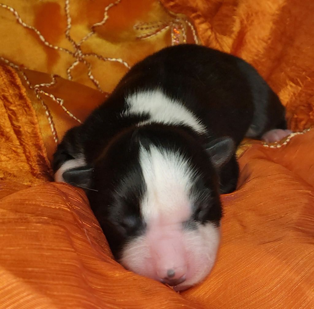 Of Moonlight's Rhapsody - Chiots disponibles - Laika de iakoutie