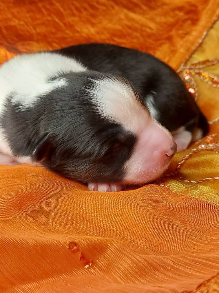 Of Moonlight's Rhapsody - Chiots disponibles - Laika de iakoutie
