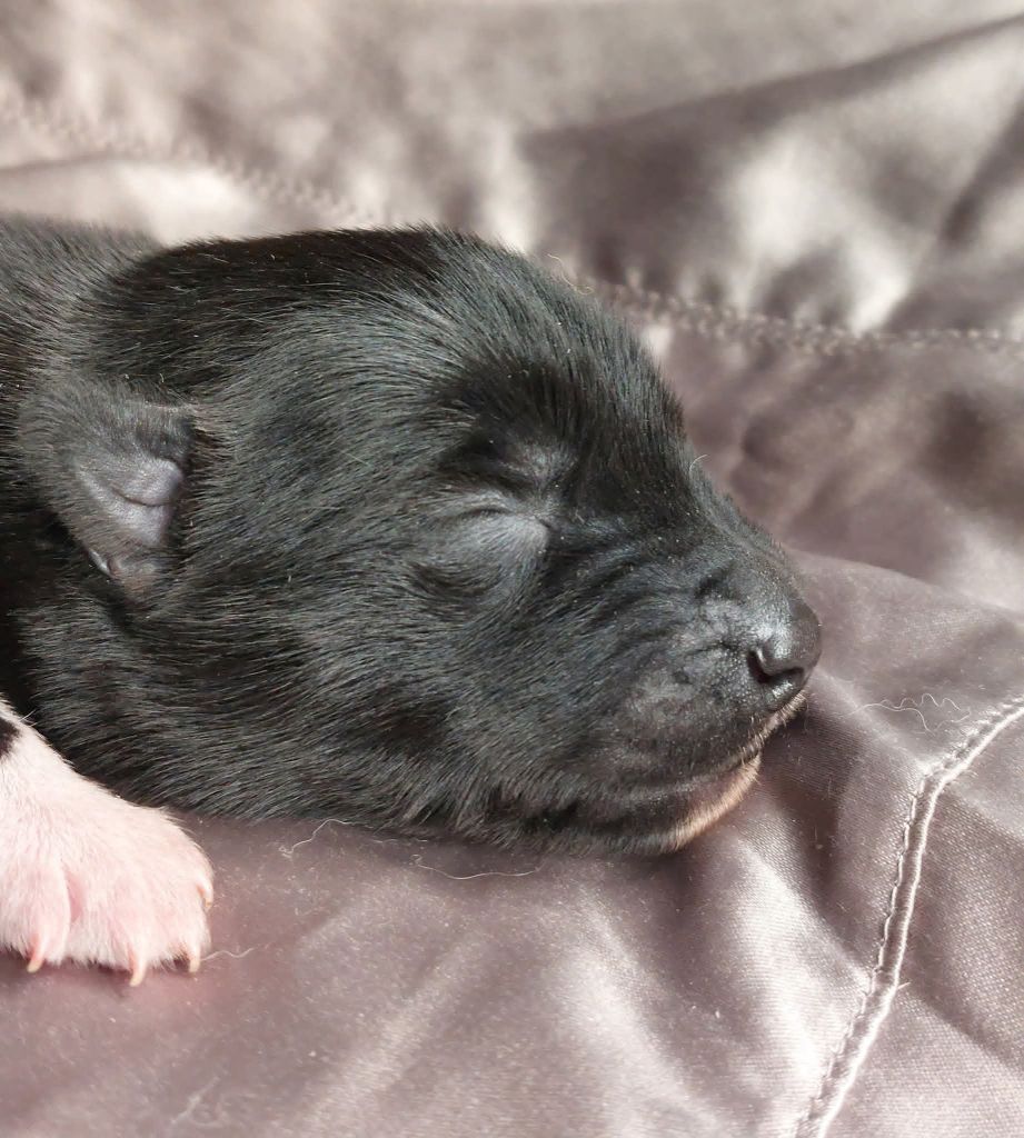 Of Moonlight's Rhapsody - Chiots disponibles - Siberian Husky