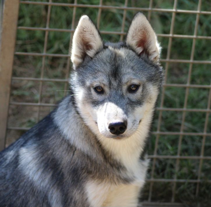 CHIOT
