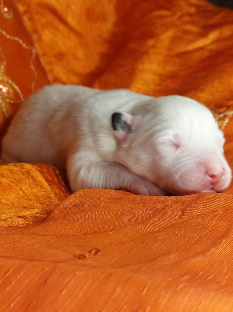 Of Moonlight's Rhapsody - Chiots disponibles - Laika de iakoutie