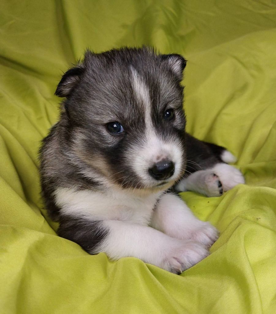 Of Moonlight's Rhapsody - Chiots disponibles - Siberian Husky