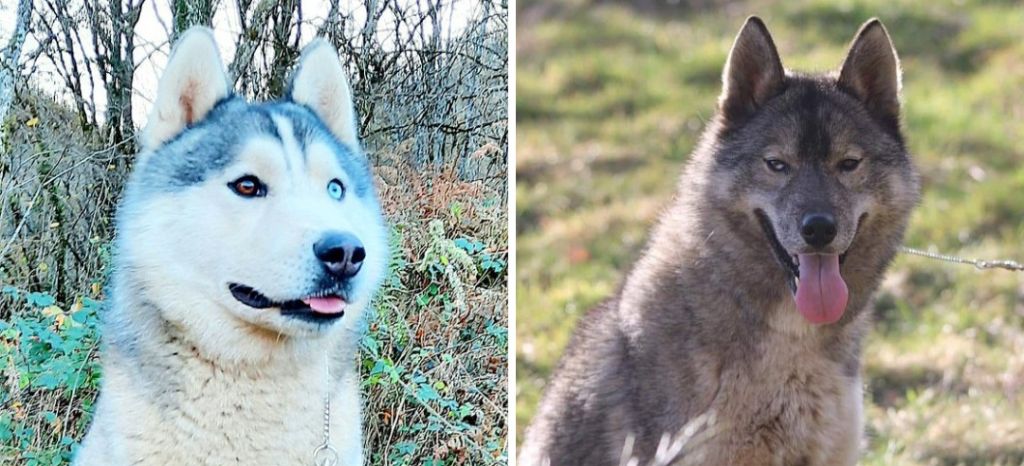 Chiot Siberian Husky Of Moonlight's Rhapsody
