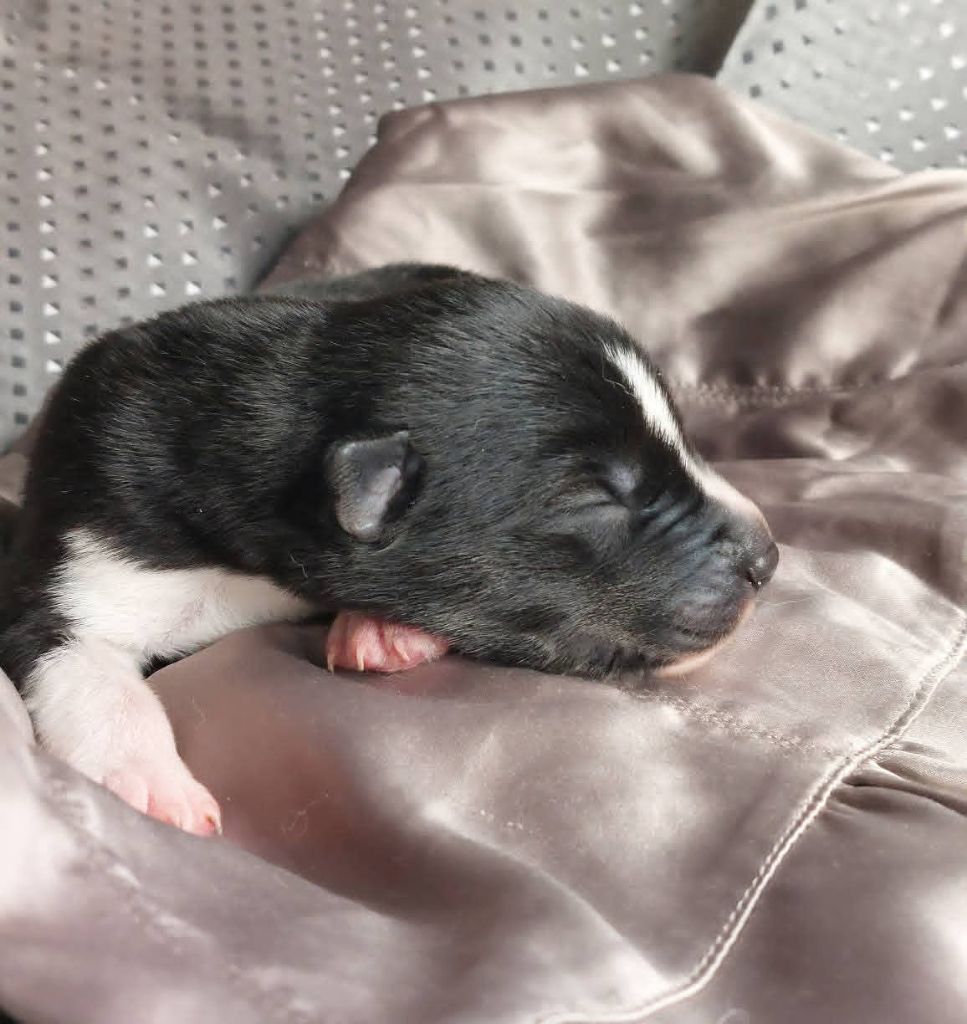 Of Moonlight's Rhapsody - Chiots disponibles - Siberian Husky