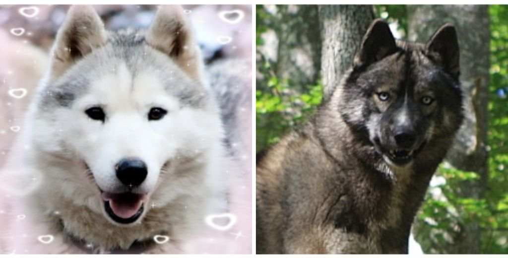 Chiot Siberian Husky Of Moonlight's Rhapsody