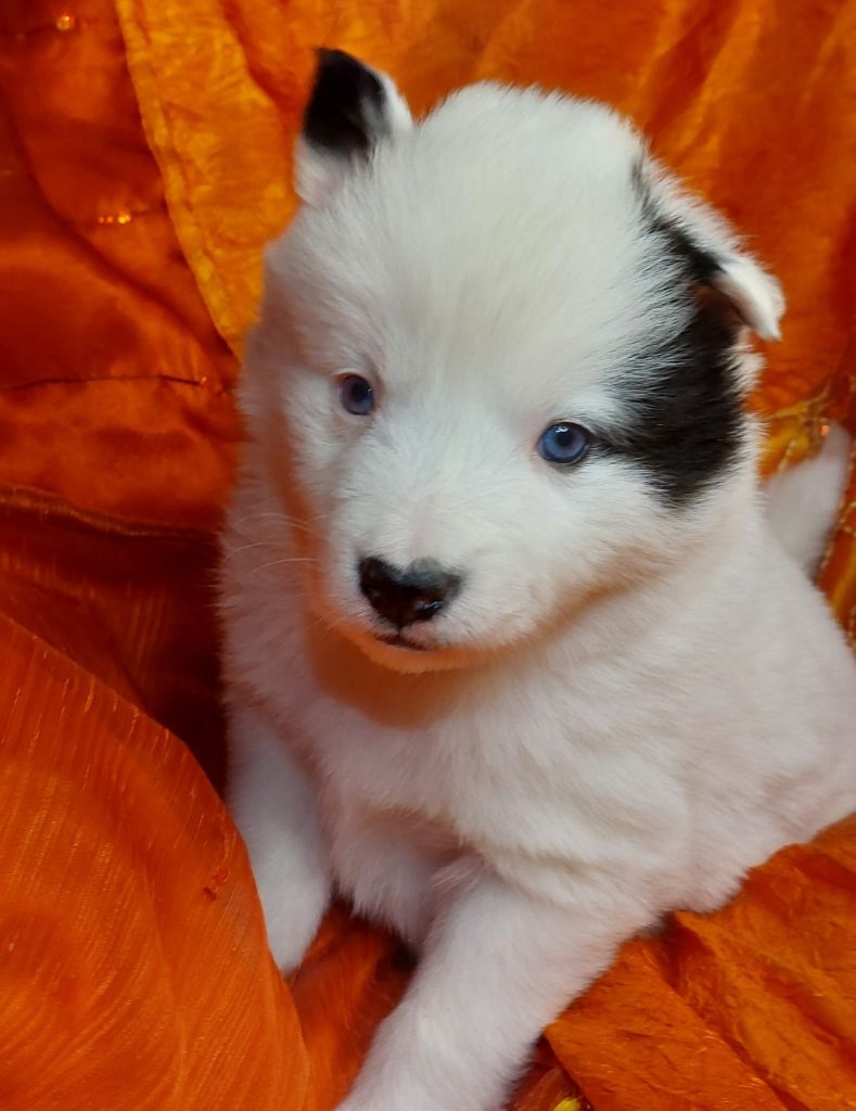 Of Moonlight's Rhapsody - Chiots disponibles - Laika de iakoutie